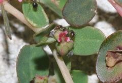Euphorbia blodgettii