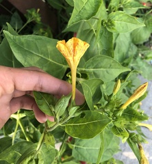 Mirabilis jalapa