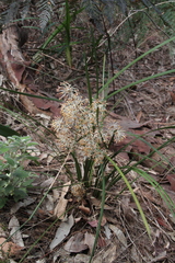 Lomandra multiflora