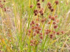Juncus canadensis
