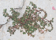 Euphorbia blodgettii