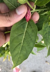 Mirabilis jalapa