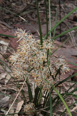 Lomandra multiflora