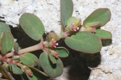 Euphorbia blodgettii