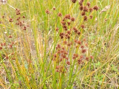 Juncus canadensis