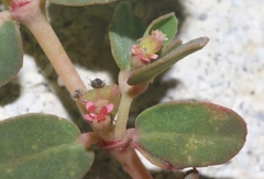 Euphorbia blodgettii