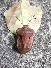 Chalcopis glandulosa