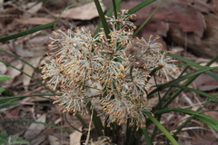 Lomandra multiflora