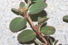 Euphorbia blodgettii