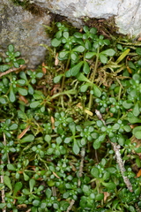 Sedum erythrospermum