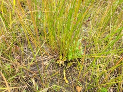 Juncus canadensis