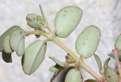 Euphorbia blodgettii