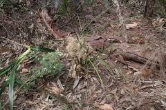Lomandra multiflora