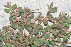 Euphorbia blodgettii