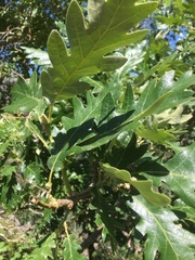Quercus pyrenaica