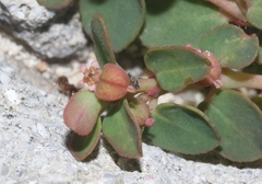 Euphorbia blodgettii
