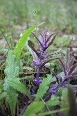 Ajuga australis