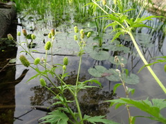 Ranunculus pensylvanicus