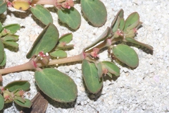 Euphorbia blodgettii