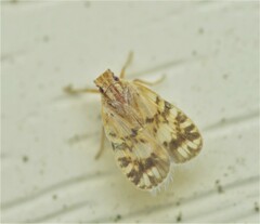 Bothriocera