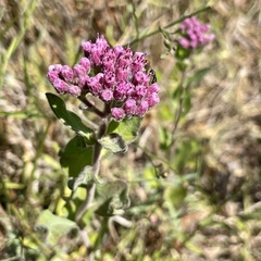 Pluchea odorata odorata