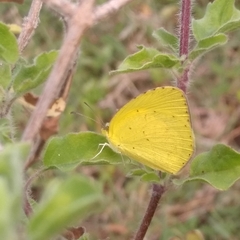 Eurema brigitta