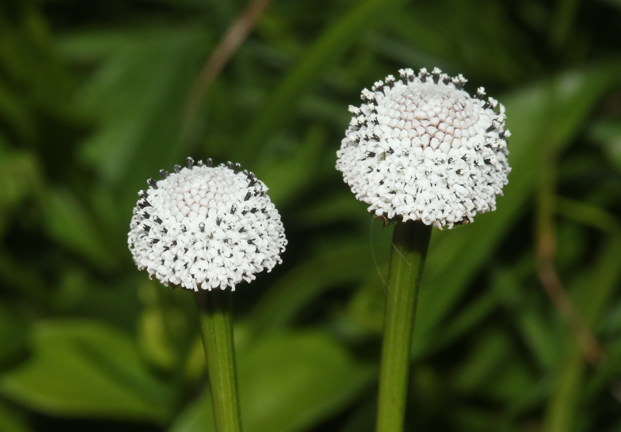 Spilanthes urens