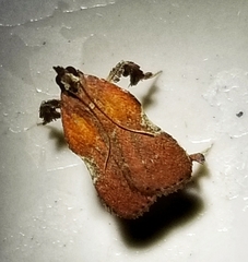Galasa nigrinodis