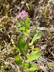 Pluchea odorata odorata