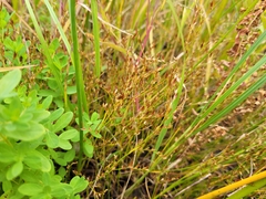 Juncus pelocarpus