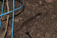 Elgaria multicarinata webbii