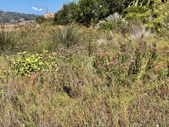 Pluchea odorata odorata