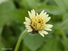 Tridax procumbens
