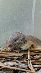 Microtus pinetorum