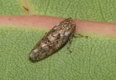 Curtara