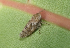 Curtara
