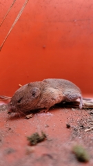 Microtus pinetorum