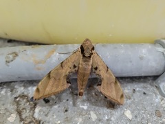 Protambulyx strigilis