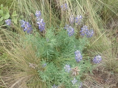 Lupinus montanus