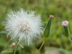 Emilia sonchifolia