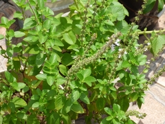Ocimum campechianum