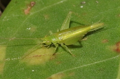 Cyrtoxipha