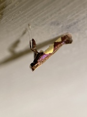 Caloptilia bimaculatella