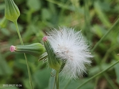 Emilia sonchifolia