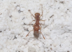 Wasmannia auropunctata