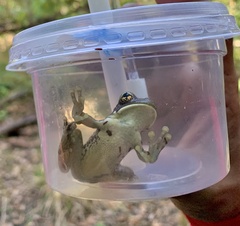 Trachycephalus typhonius