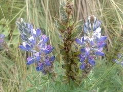 Lupinus montanus