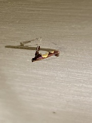 Caloptilia bimaculatella