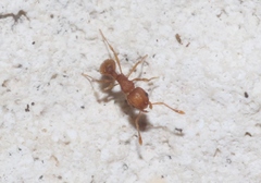 Wasmannia auropunctata