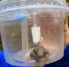 Trachycephalus typhonius